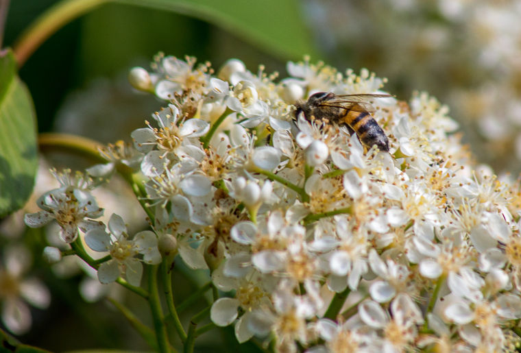 Bee working